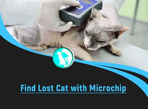 microchip placement for cat